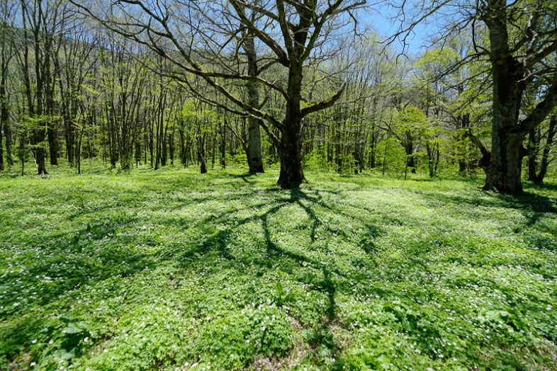 ニリンソウの草原～徳澤