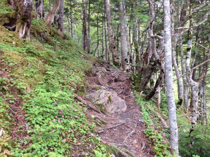 登山道