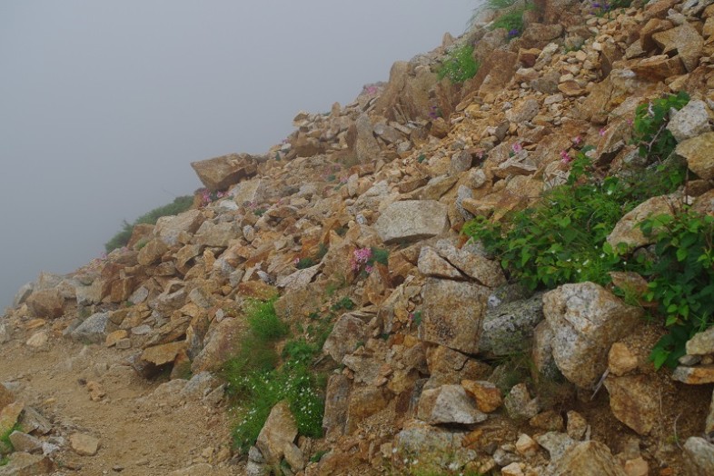 登山道で目の前で写真を撮ることができましたよ～