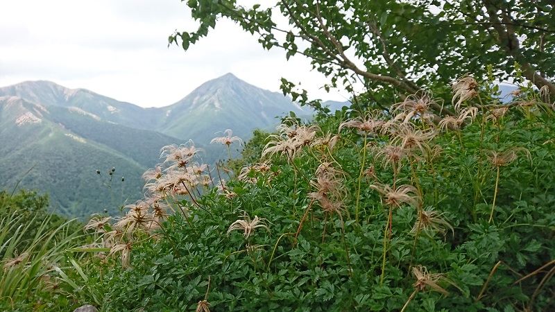 常念岳を背景に、羽毛化したチングルマ