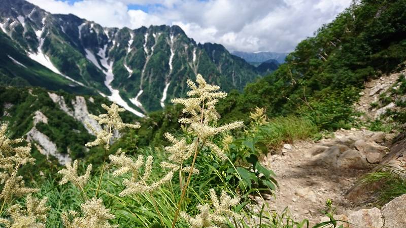 漢字で書くと、“鳥足升麻”　なるほどー鶏の足に似てないでもないですねぇ