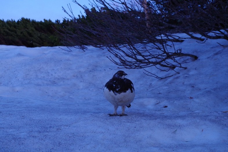 いつの間にか近くのハイマツあたりに雷鳥さんがいました。