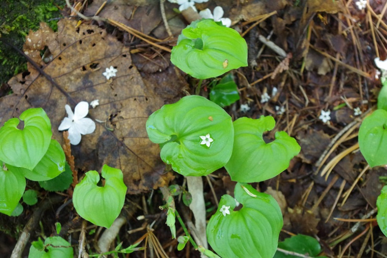 マイヅルソウの葉っぱの上に白い星屑が散らばっていました☆