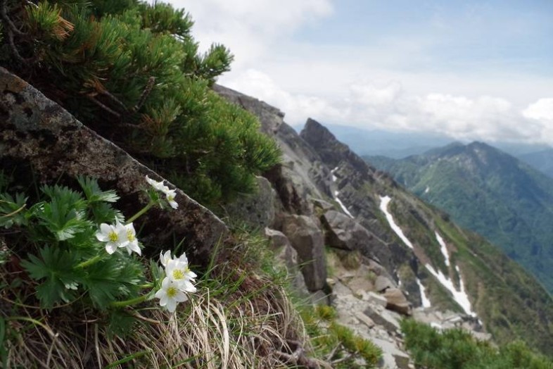 息切れしてしまう岩場も、高山植物が癒してくれます。