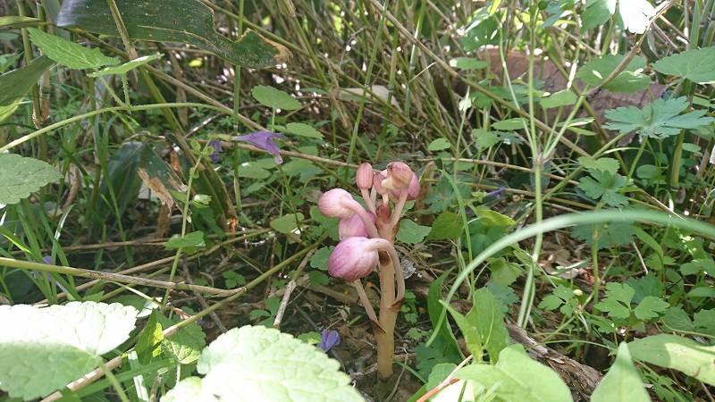 中の瀬園地あたりはもう少し