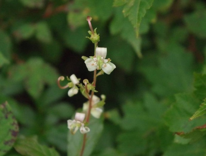 このクルリンとなっているお花は、なんでしょう？