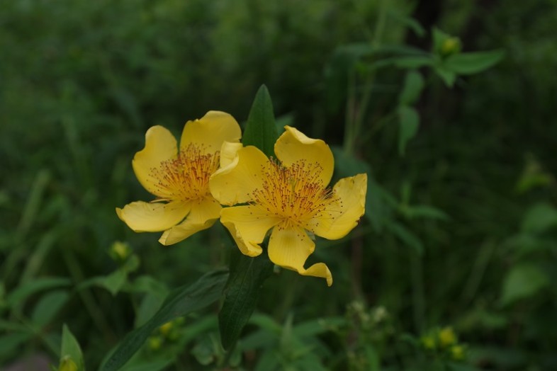 緑の中に一際目立つ大ぶりのお花〝トモエソウ〟です♪