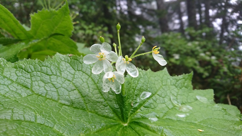 雨に濡れて、まるでガラス細工のよう☆