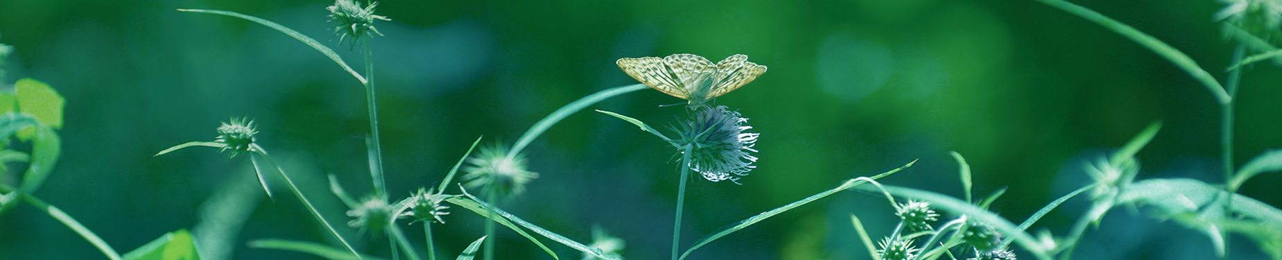 写真：写真：蝶と花