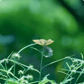 写真：花に蝶がとまる様子